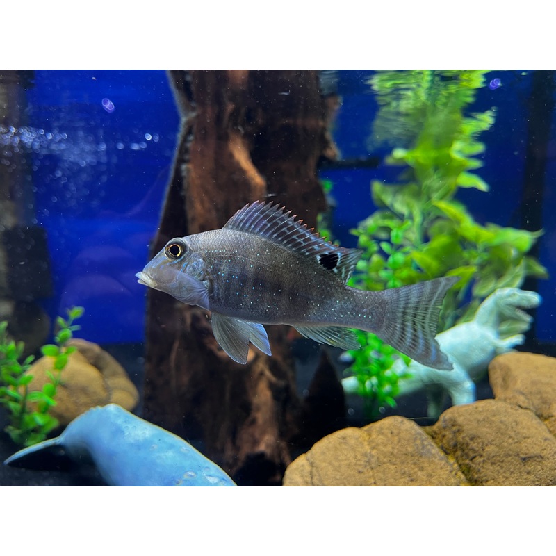 Retroculus xinguensis