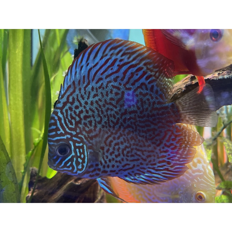 Ring Leopard Discus