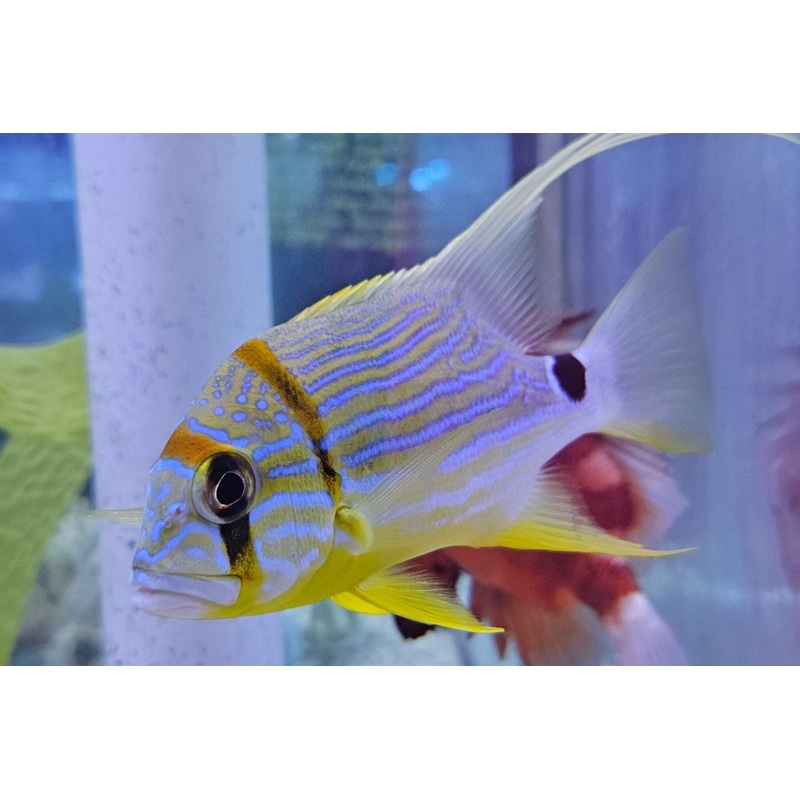 Rooster Tail Snapper