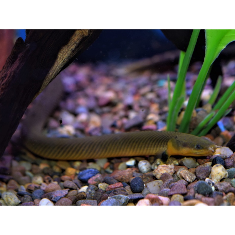 Ropefish