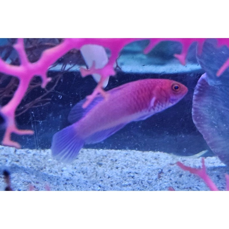 Rubrisquamis Wrasse