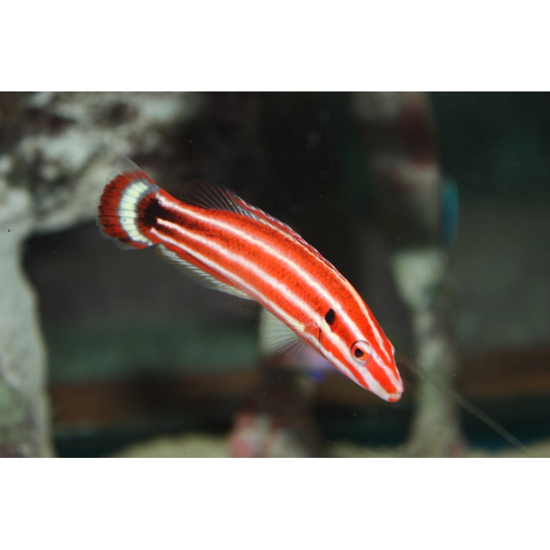 Sepiacauda Hogfish