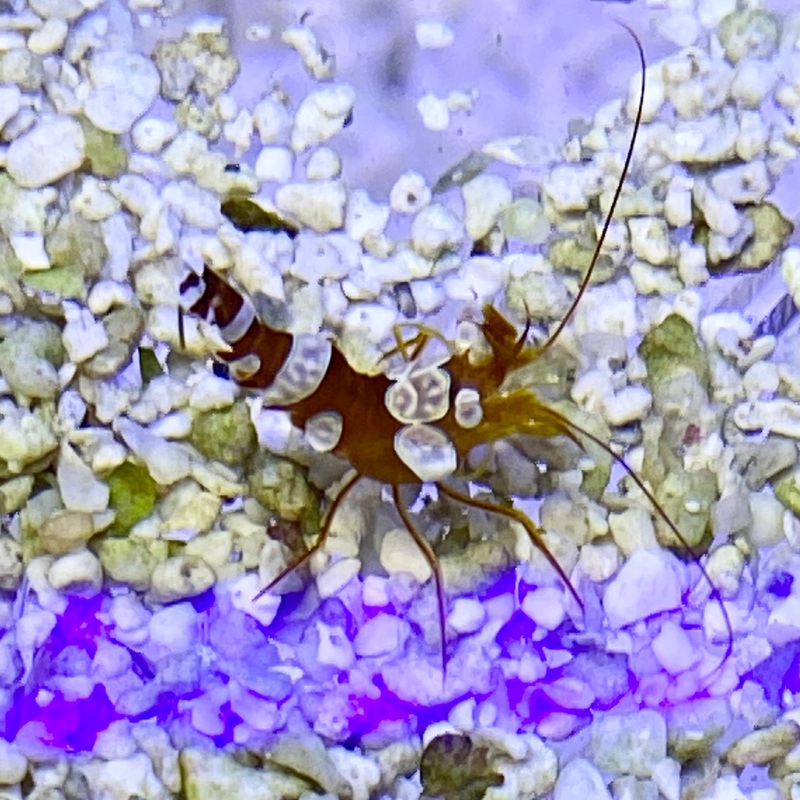Sexy Dancer Shrimp