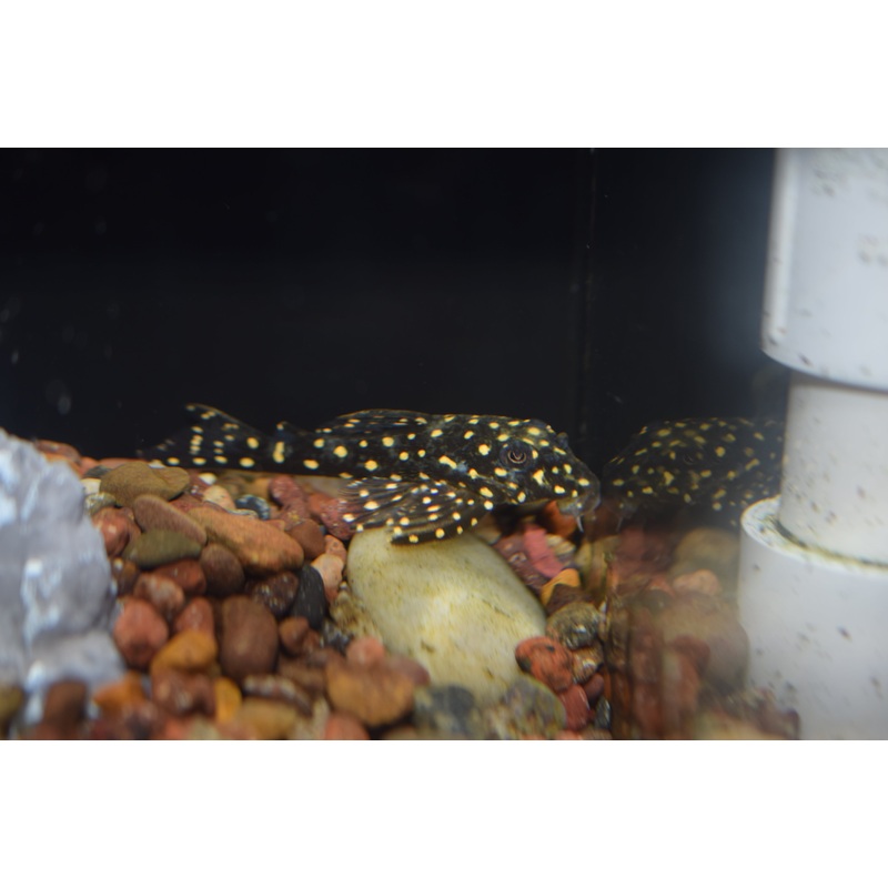 Snowball Pleco (L-142)