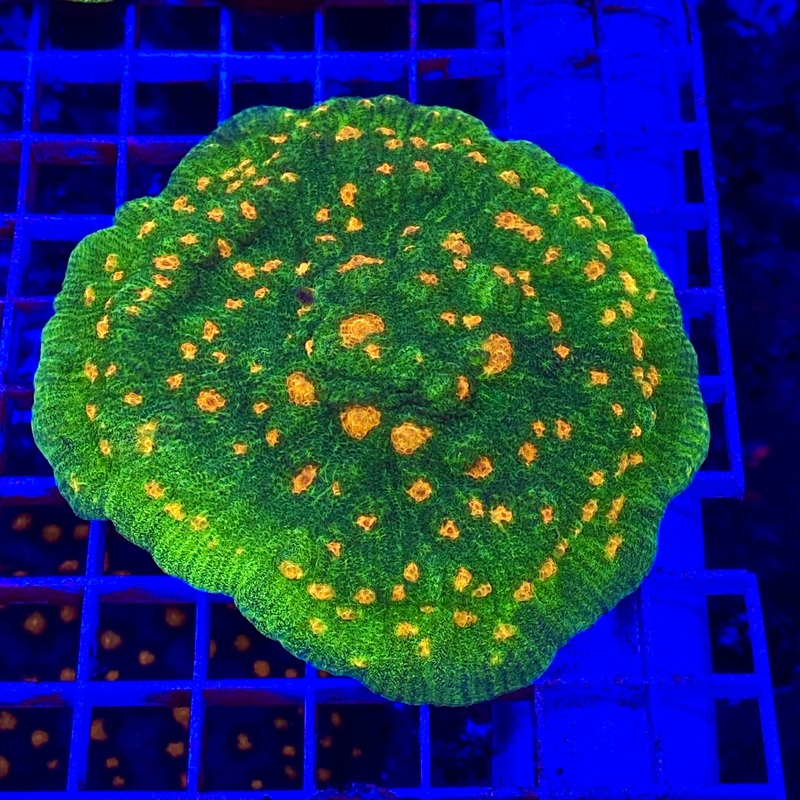Space Invader Chalice  (1 inch Frag)