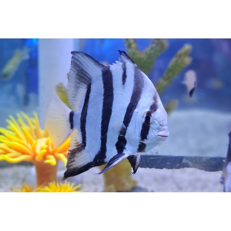 Spadefish