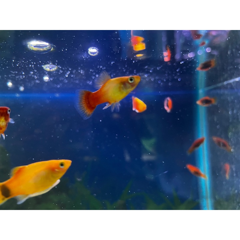 Sunset Platy
