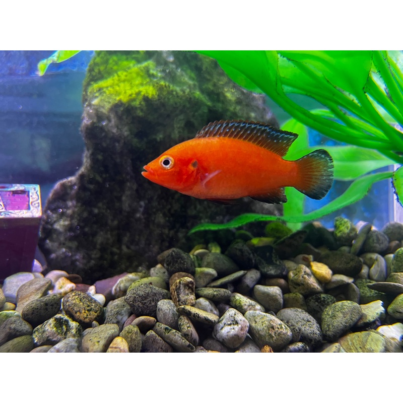 Super Red Jewel Cichlid