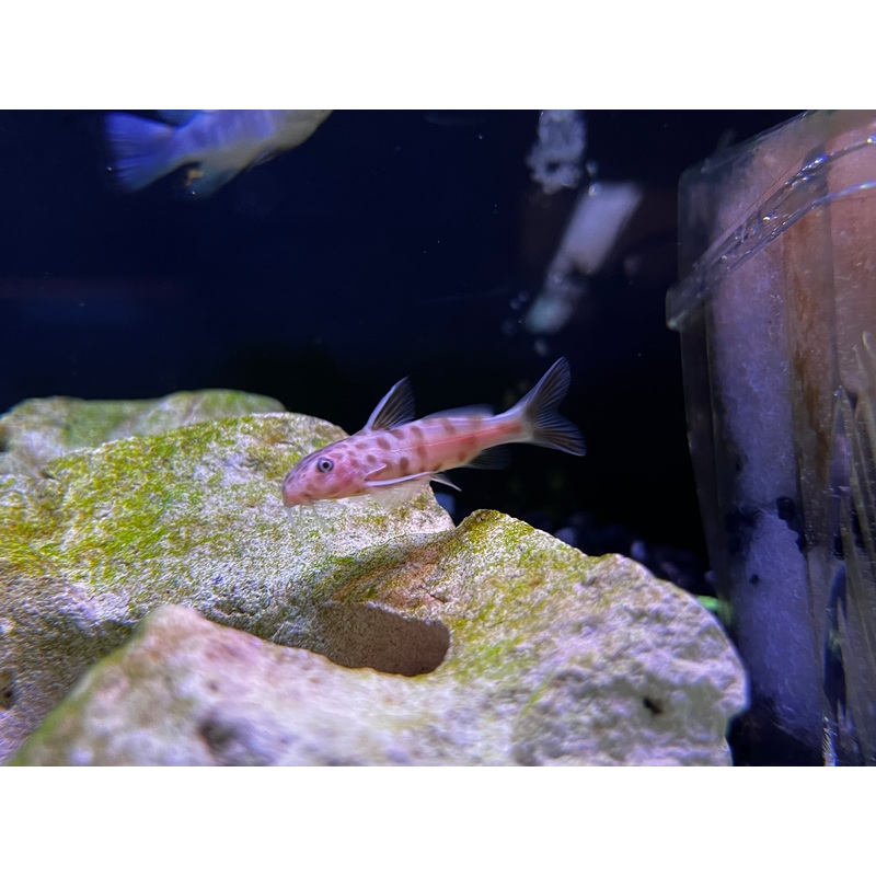 Synodontis petricola "Pink"