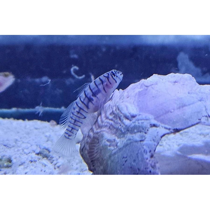 Tiger Marcrodon Goby