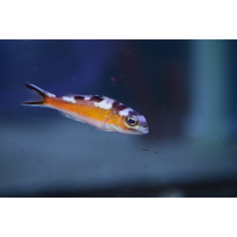Tobacco Basslet