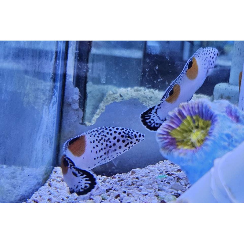 Twinspot Wrasse