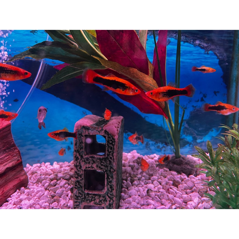 Variatus Platy