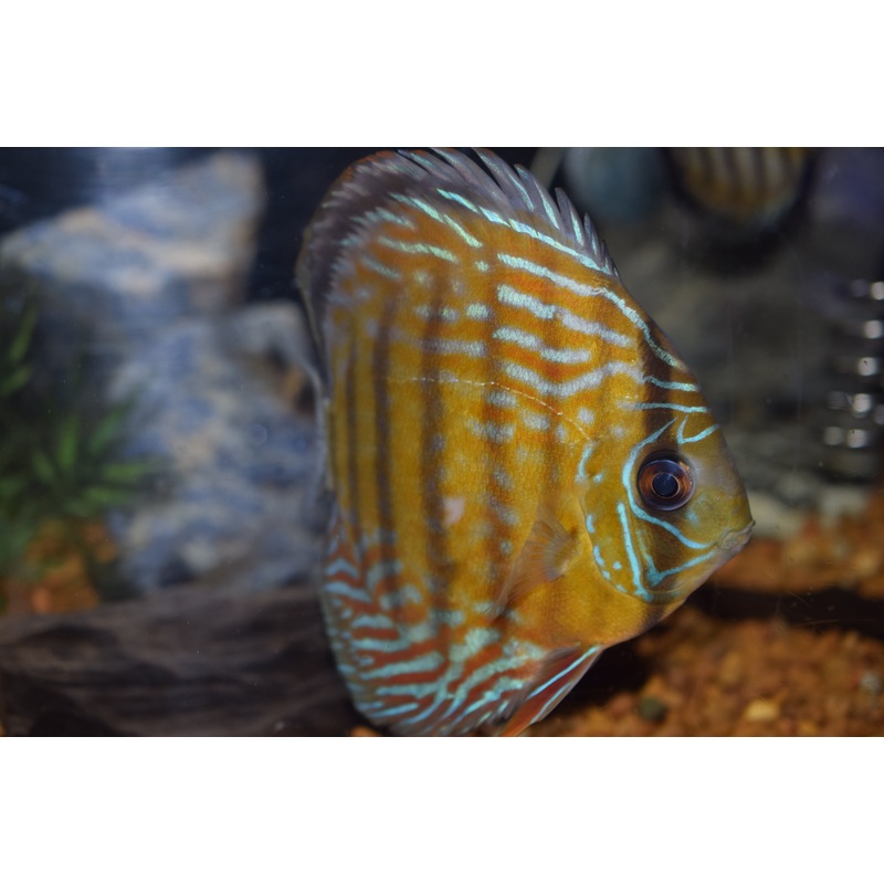 Wild Blue Uatuma Discus