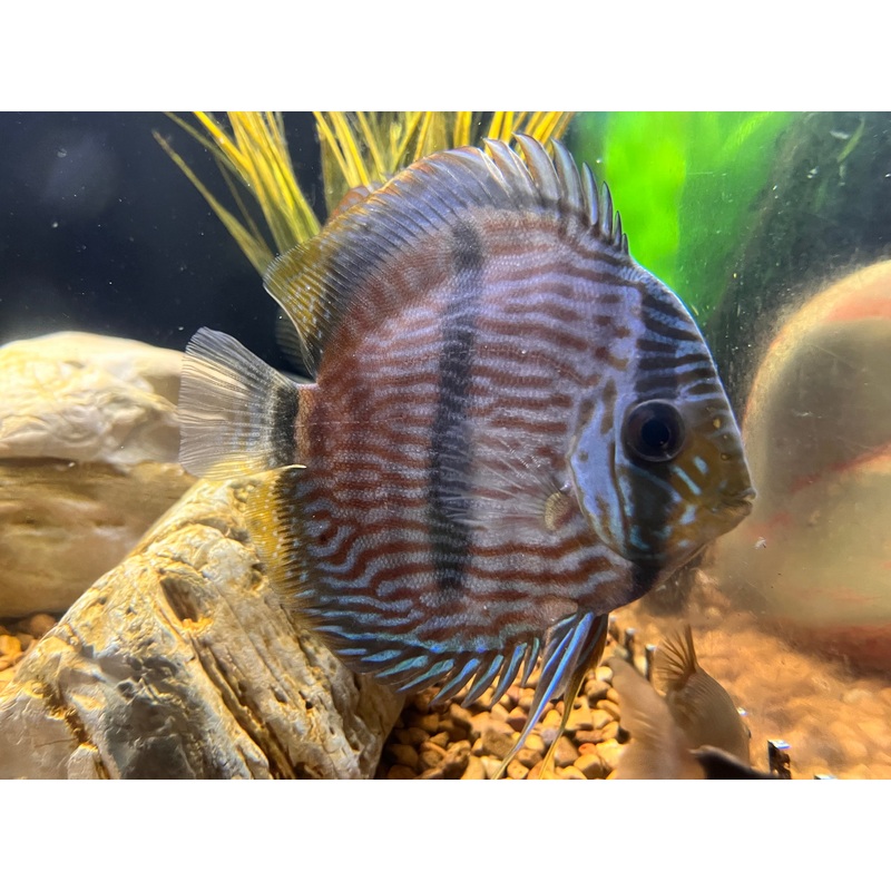 Wild Heckel Discus