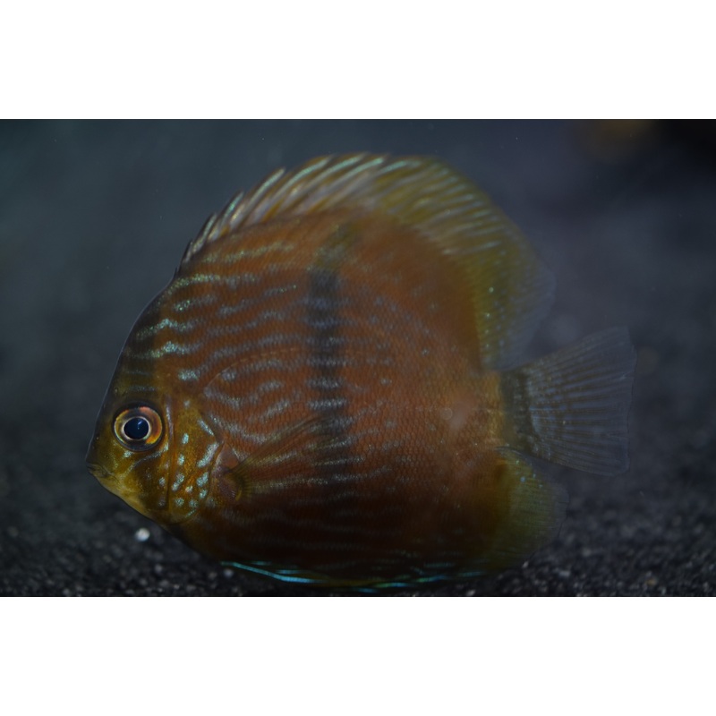 Wild Red Heckel "Brazil" Discus