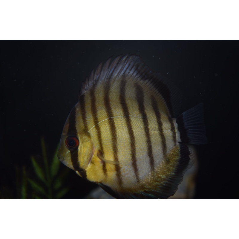 Wild Tefe Green Discus