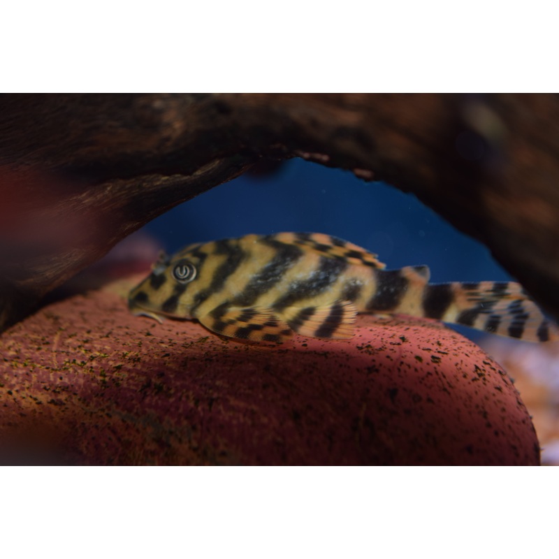 Xingu Vittata Pleco (L-015)