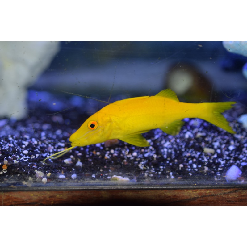 Yellow Goatfish