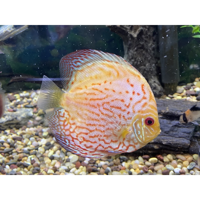 Yellow Panda Checkerboard Discus
