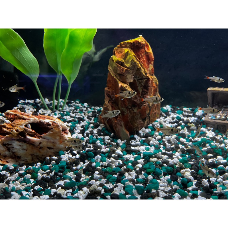 Yellow Phantom Tetra