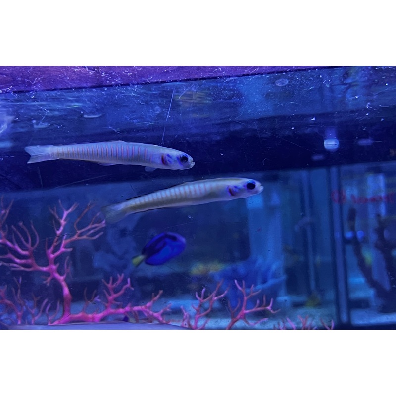 Zebra Bar Goby