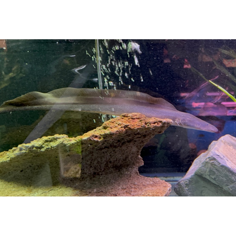 Aba Aba Knife Fish