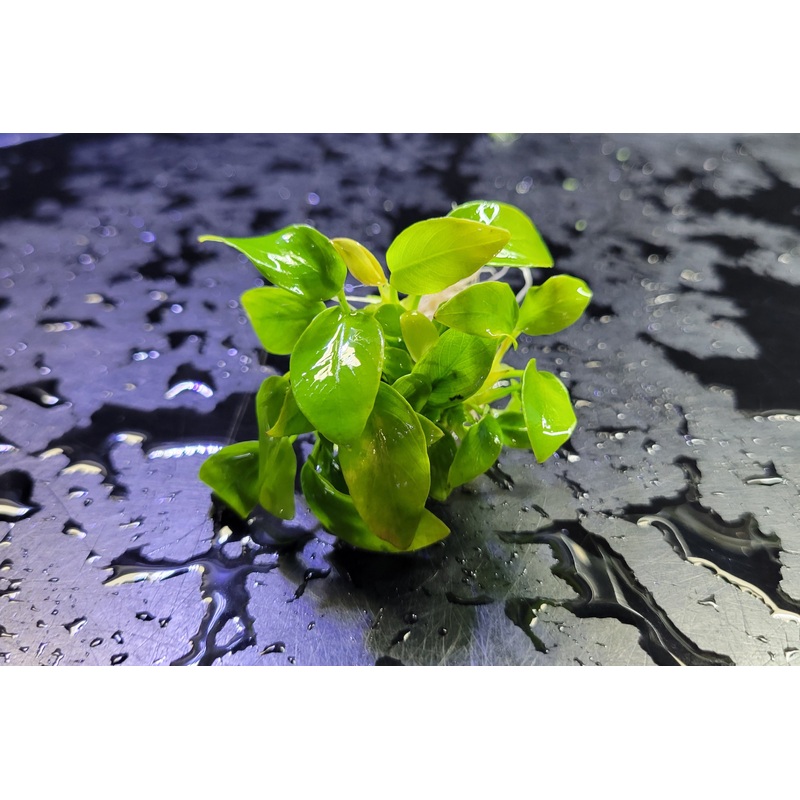 Anubias nana Golden - Bare root