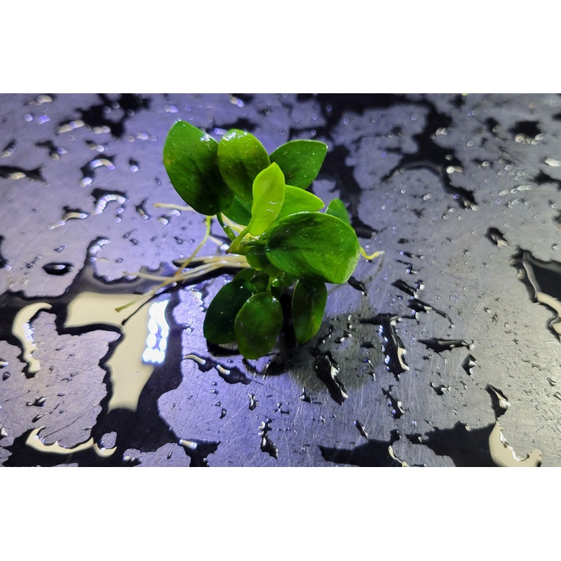 Anubias nana Petite - Bare root
