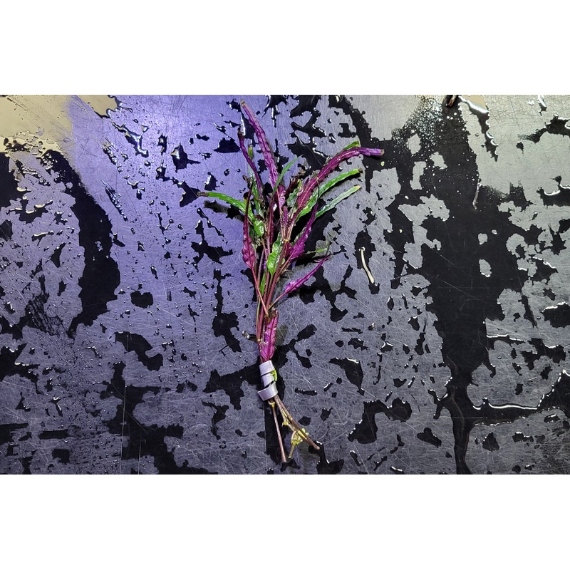 Dragon's Tongue (terrestrial)