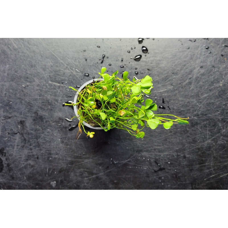 Dwarf Four-Leaf Clover