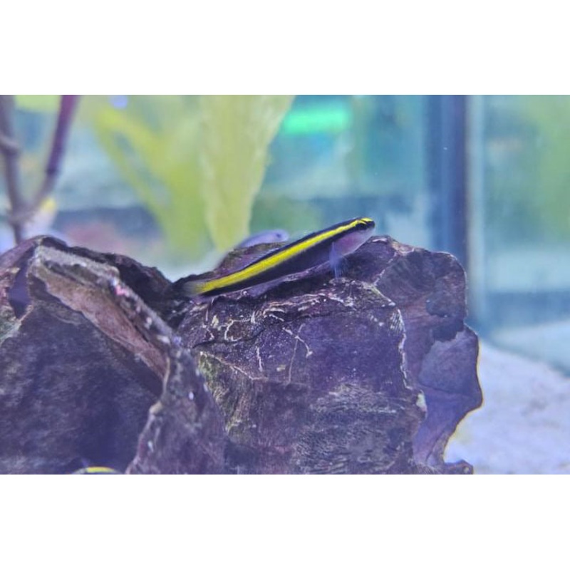Gold Line Neon Goby