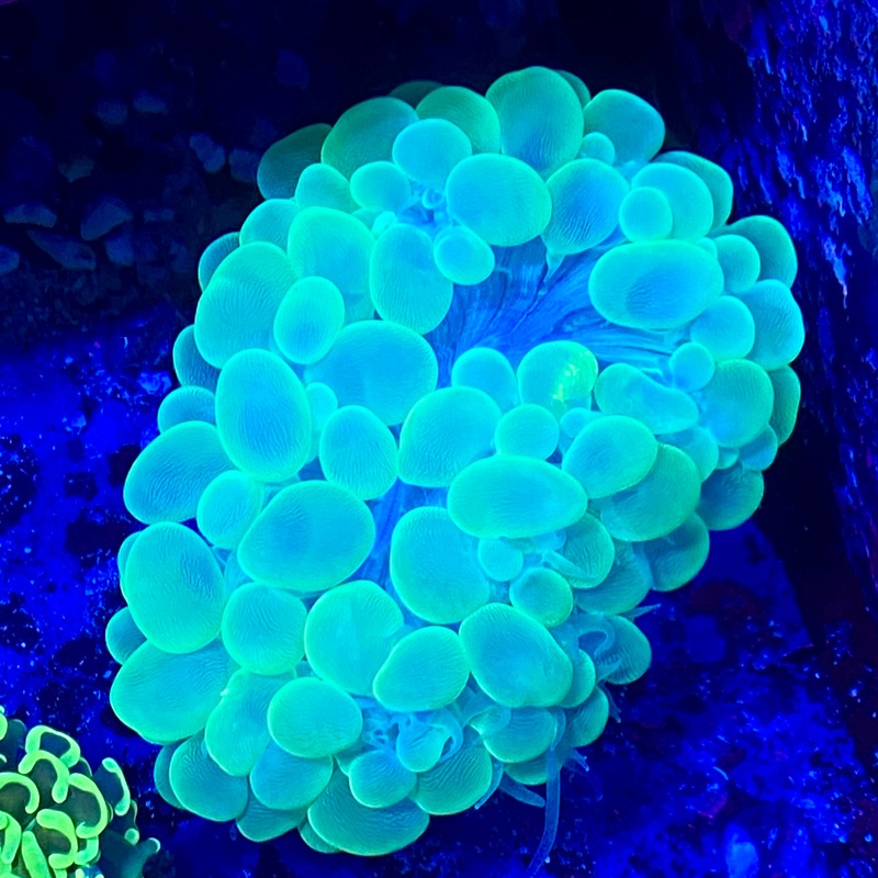 Green Bubble Coral