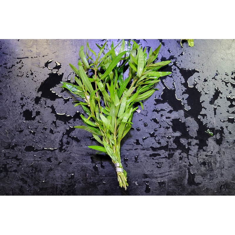 Hygrophila Araguaia