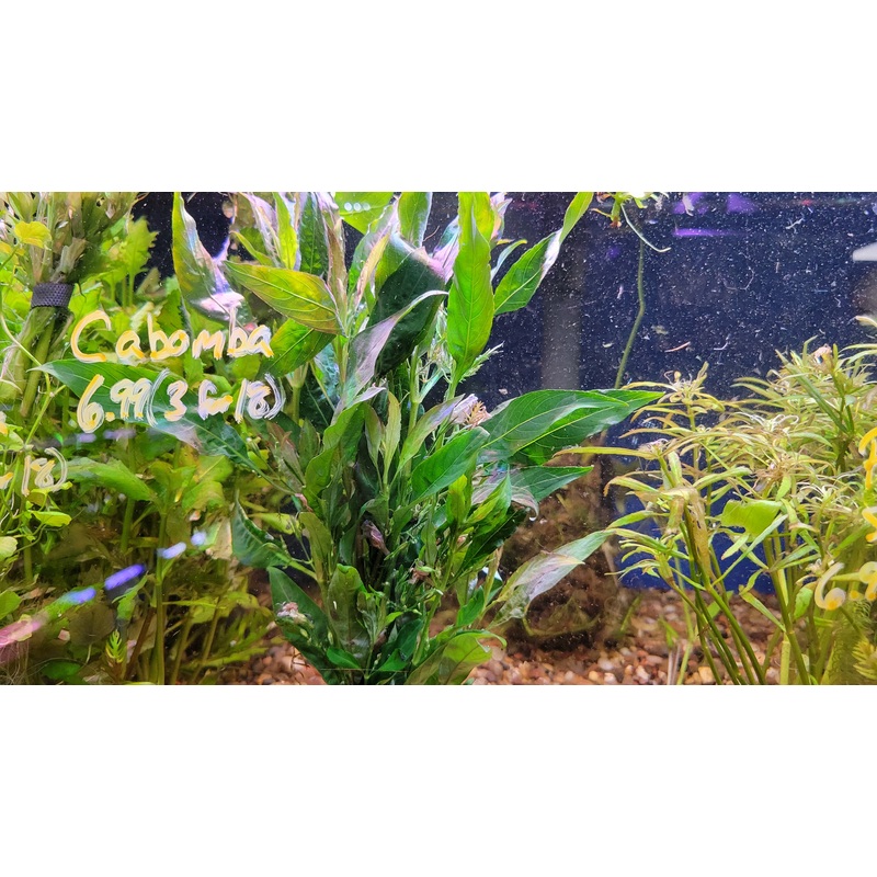 Hygrophila corymbosa (Giant Hygrophila)