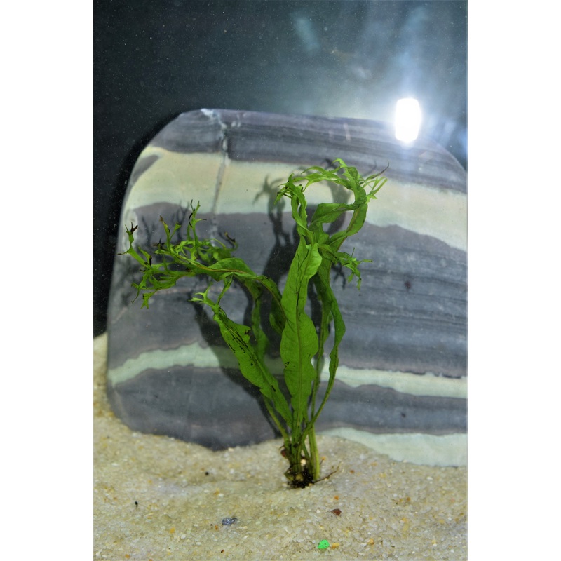 Java Lace Fern