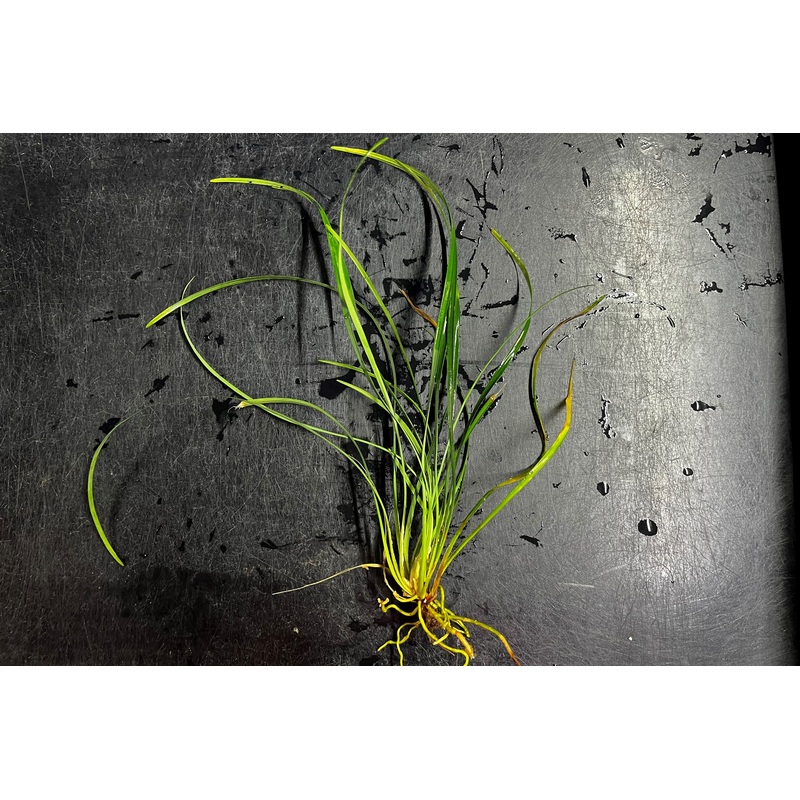 Mondo Grass (Terrestrial)