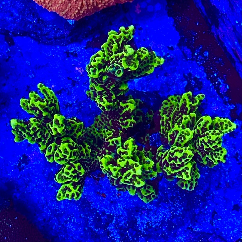 Montipora Spongodes