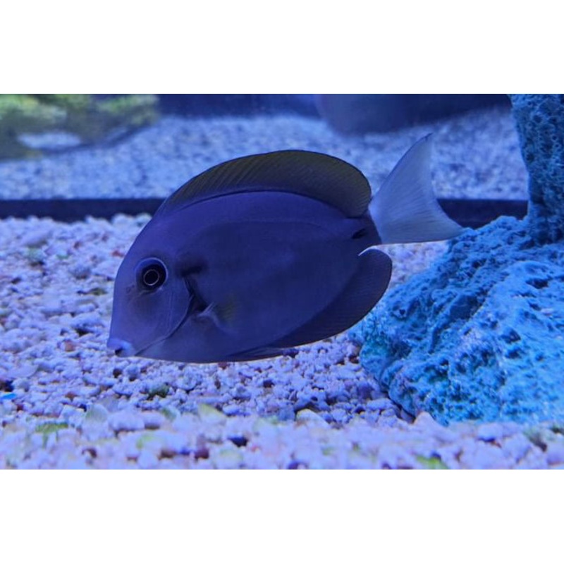 Nigricauda Tang