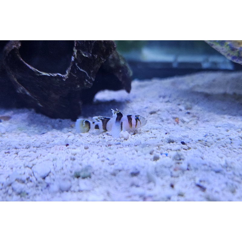 Nocturna Goby
