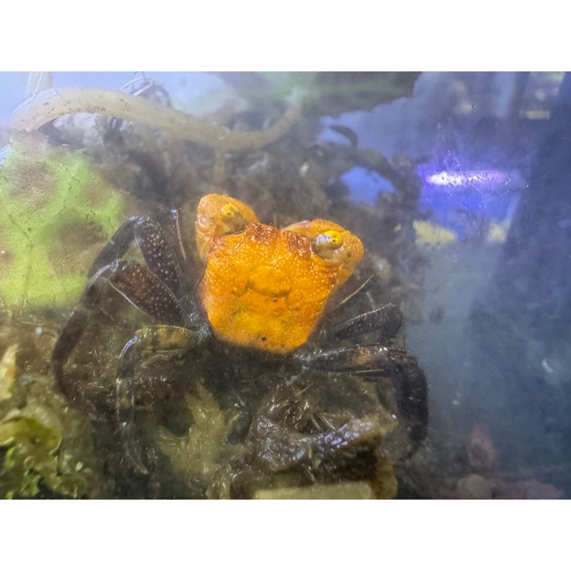 Orange Vampire Crab