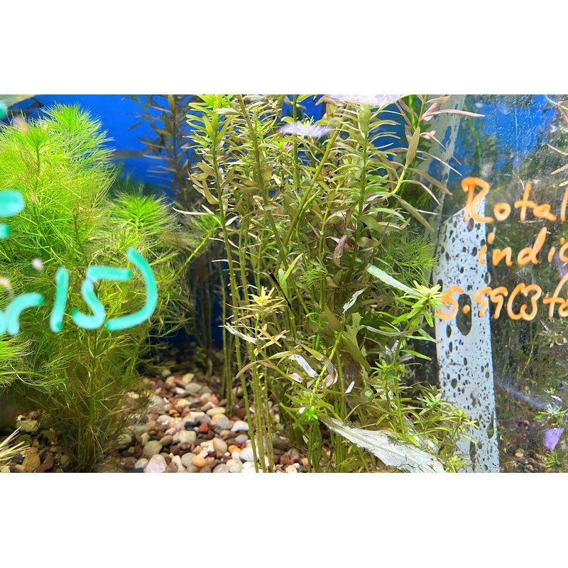 Rotala Indica