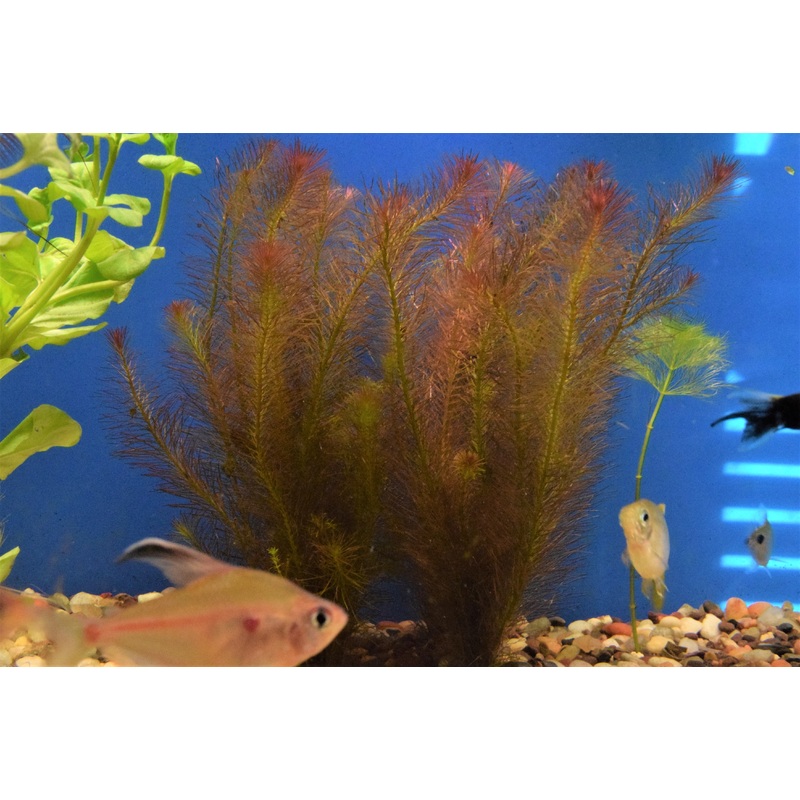 Rotala Wallichii