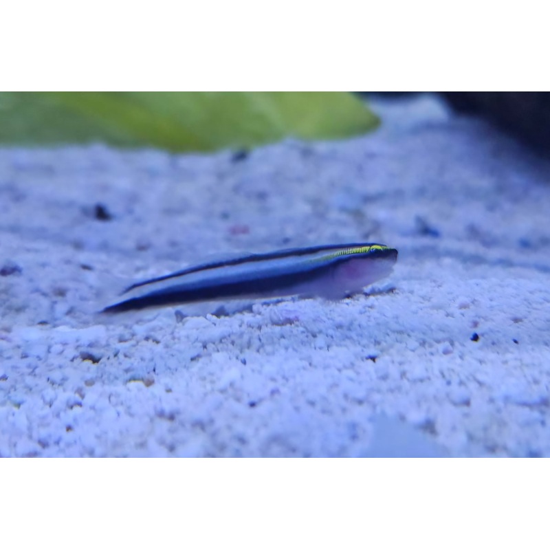 Sharknose Goby