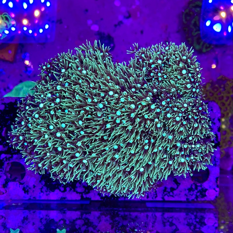 Star Polyp White Eye GSP