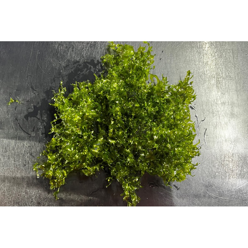 Subwassertang