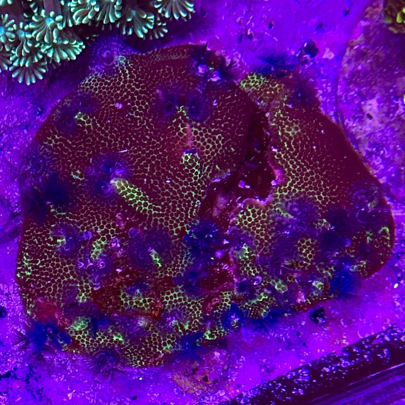 X-mas Tree Porites Colony
