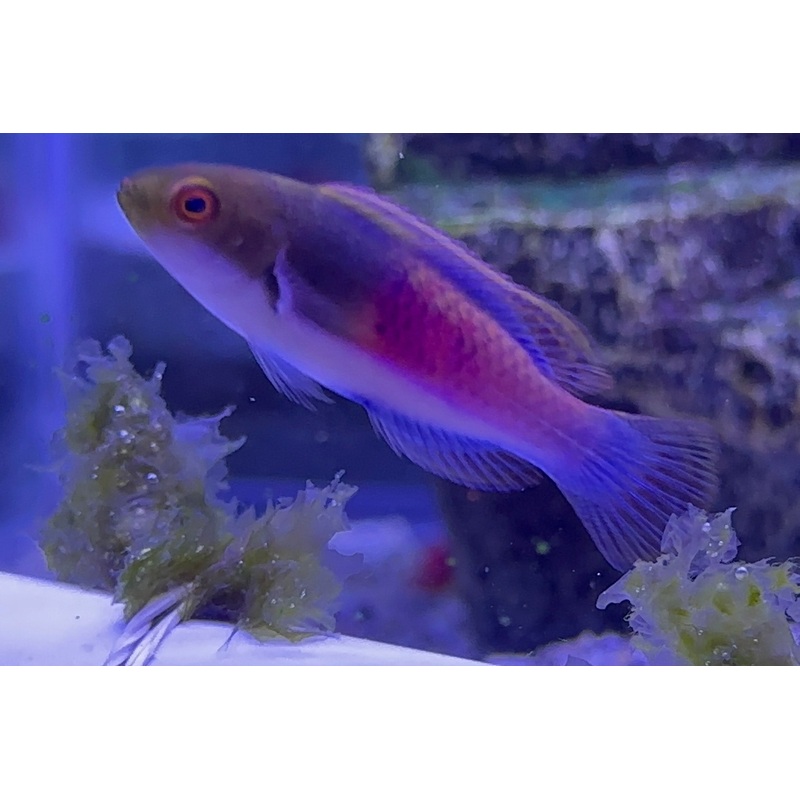 Yellow Flanked Fairy Wrasse