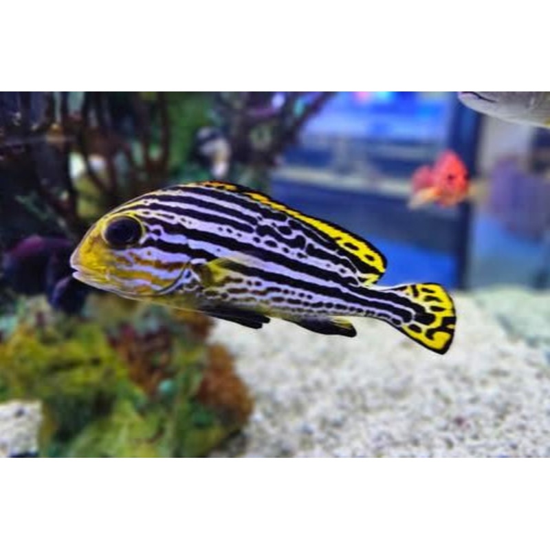 Yellow Hi-Fin Sweetlips